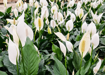 Si t’i mbroni bimët e shtëpisë dhe kopështit nga ngrica