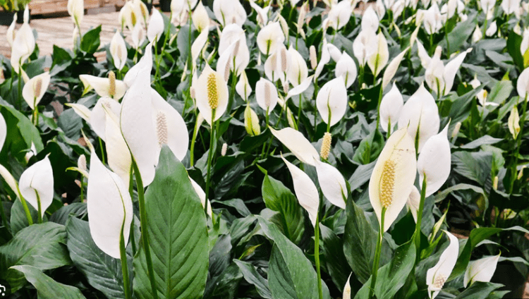 Si t’i mbroni bimët e shtëpisë dhe kopështit nga ngrica