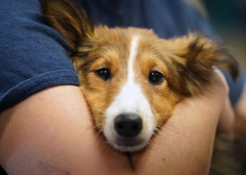 Lloji i ri i infeksionit bakterial mund të jetë pas sëmundjeve të fundit të qenve