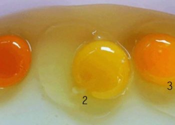 Çfarë mund t’ju tregojë e verdha e vezës?