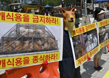 Do lëshojmë në rrugë 2 mln qen”/ Pse po e kërcënojnë fermerët shtetin korean