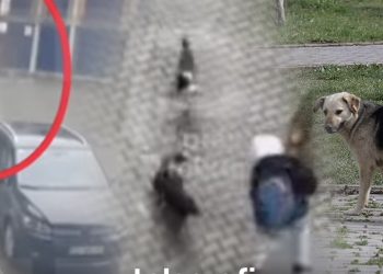 Sulmet e qenve endacak krijojnë panik në Pejë – lëndohen një i mitur dhe një qytetar