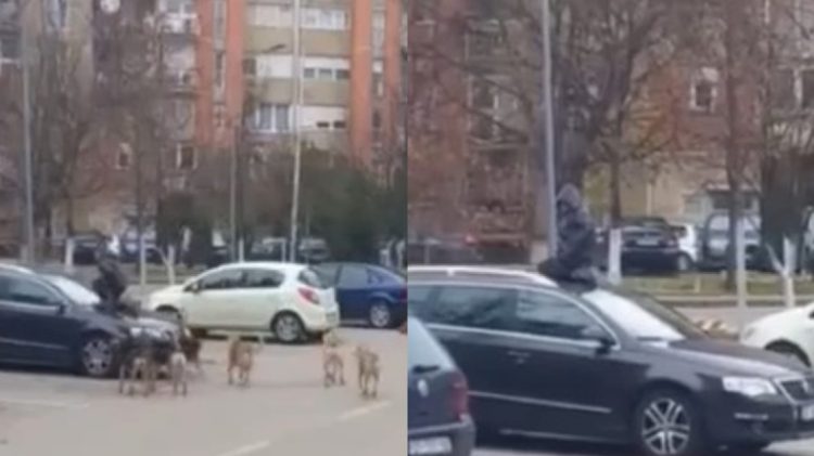 Rreziku nga qentë endacak – momenti kur një fëmijë në lagjen “Dardania” në kryeqytet hip mbi një veturë