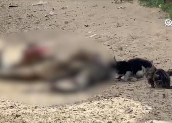 Banorët e uritur të Gazës konsumojnë ushqim për kafshë, teksa kafshët copëtojnë kufomat e njerëzve nëpër rrugë