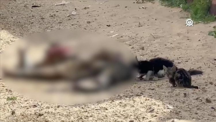 Banorët e uritur të Gazës konsumojnë ushqim për kafshë, teksa kafshët copëtojnë kufomat e njerëzve nëpër rrugë