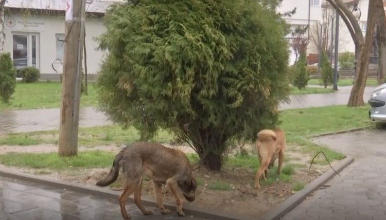 Qentë endacakë kafshojnë një qytetar në Prishtinë (FOTO)