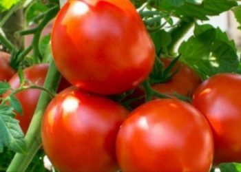 A mund të ndihmojë ngrënia e domateve në uljen e presionit të lartë të gjakut?