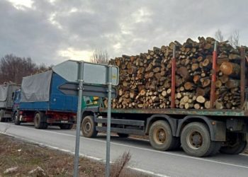 Ndalohen katër kamionë që dyshohet se po bartnin dru ilegalisht