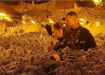 Ish-polici shqiptar kapet duke kultivuar bimë kanabisi në Skoci: Më detyroi gangsteri që e arrestova