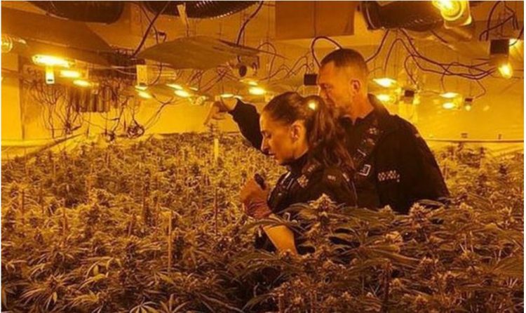 Ish-polici shqiptar kapet duke kultivuar bimë kanabisi në Skoci: Më detyroi gangsteri që e arrestova