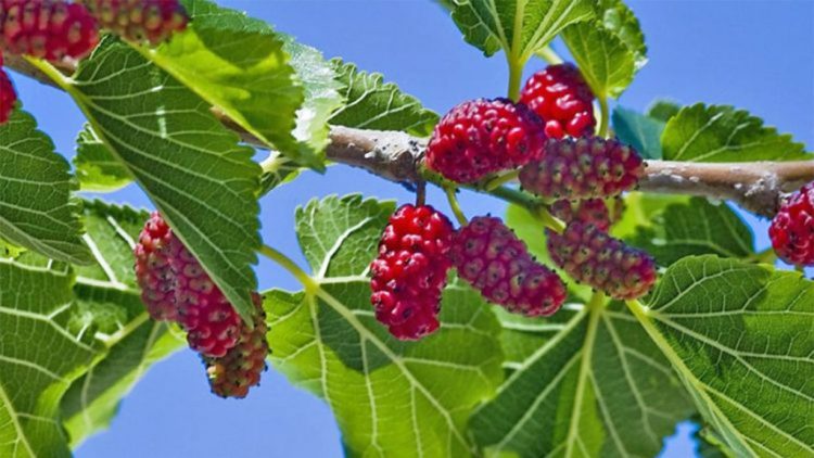 Mbroni shëndetin me lëngun e gjetheve të manave (dudi)