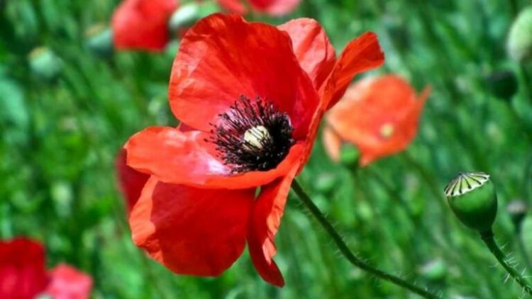 Katër pijet që qetësojnë sistemin nervor