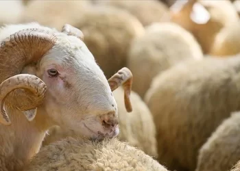 Shtrenjtimi i kurbanit nuk ndalon besimtarët ta kryejnë obligimin fetar