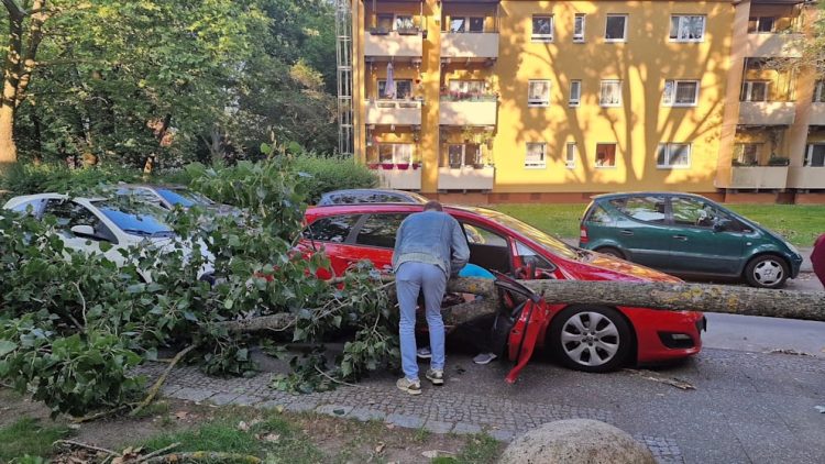 Gjermani: Dega e pemës bie në veturë, lë të ngujuar babain me dy fëmijët e tij