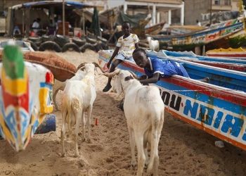 Në Dakar të Senegalit falet namazi i Bajramit