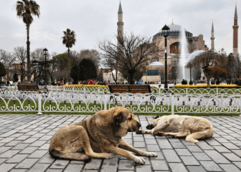 Turqia miraton ligjin për largimin e qenve endacakë