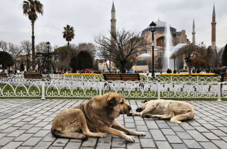 Turqia miraton ligjin për largimin e qenve endacakë