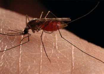 Virusi i Nilit Perëndimor, IKShPK: Kujdes nga pickimi i mushkonjave