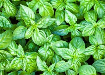 Si të përdorni lëngun e borzilokut kundër gurëve në veshka?