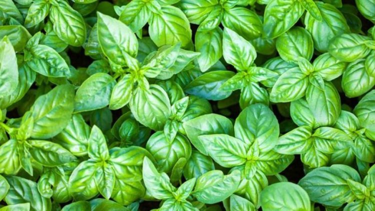 Si të përdorni lëngun e borzilokut kundër gurëve në veshka?