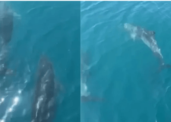 Në bregdetin e Shëngjinit, delfinët dhurojnë spektakël (Video)