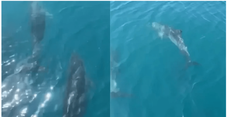 Në bregdetin e Shëngjinit, delfinët dhurojnë spektakël (Video)