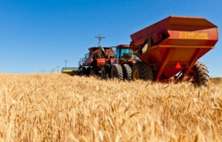 Nis fushata e korrjes së grurit në Ferizaj,fermerët të kënaqur me rendiment