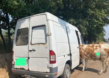 Arrestohen tre persona në Suharekë, vodhën një lopë