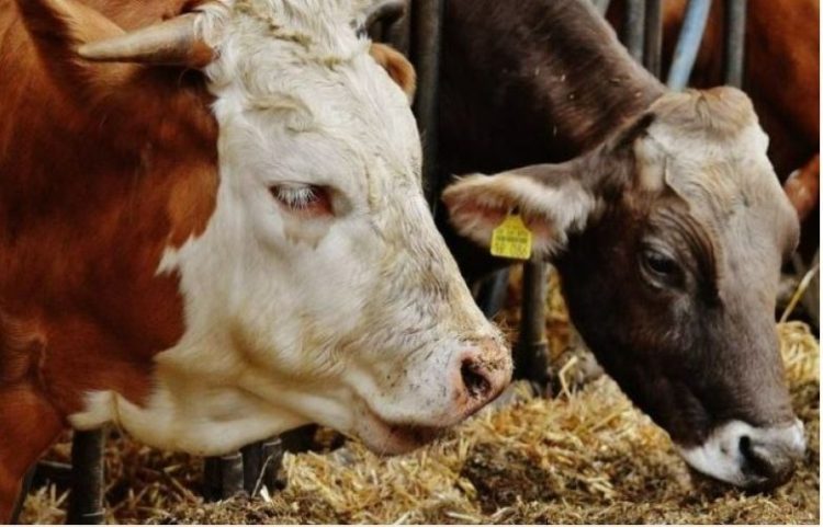 Një qytetar raporton se i janë vjedhur katër krerë gjedhë, policia nis hetimet