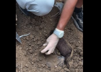 Dërgohen në IML për identifikim eshtrat e gjetura në Podujevë, që dyshohet të jenë nga lufta e fundit