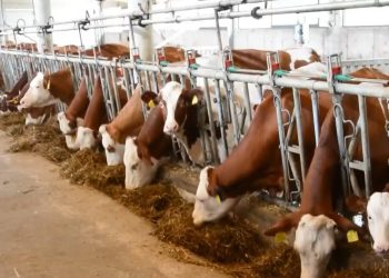 Investimet e mërgatës në bujqësi, mundësi për shtimin e punësimit