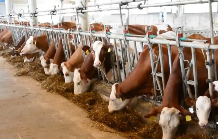 Investimet e mërgatës në bujqësi, mundësi për shtimin e punësimit