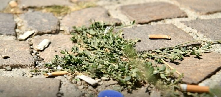 Rrugët e Prishtinës me shumë pluhur, lahen rrallë (VIDEO)