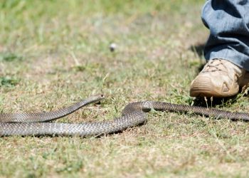 15 raste të kafshimit nga gjarpri për dy muaj, QKMF-të pa doza të serumit