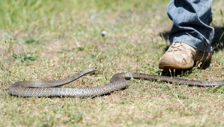 15 raste të kafshimit nga gjarpri për dy muaj, QKMF-të pa doza të serumit