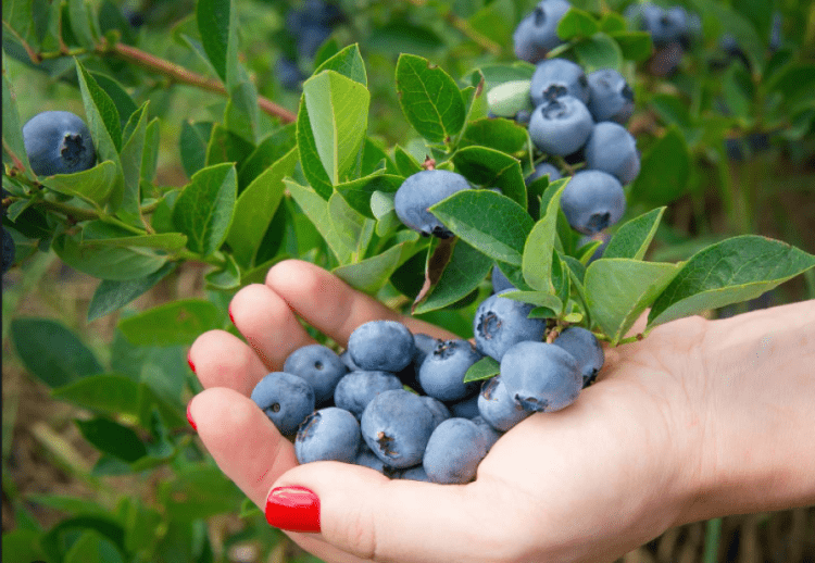 Pse duhet të konsumoni një grusht boronica çdo ditë?