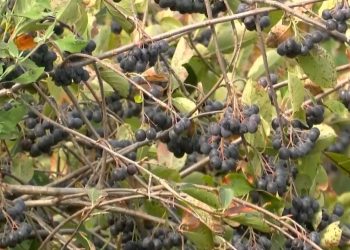 Rikthimi në atdhe dhe investimi në kultivimin e aronisë