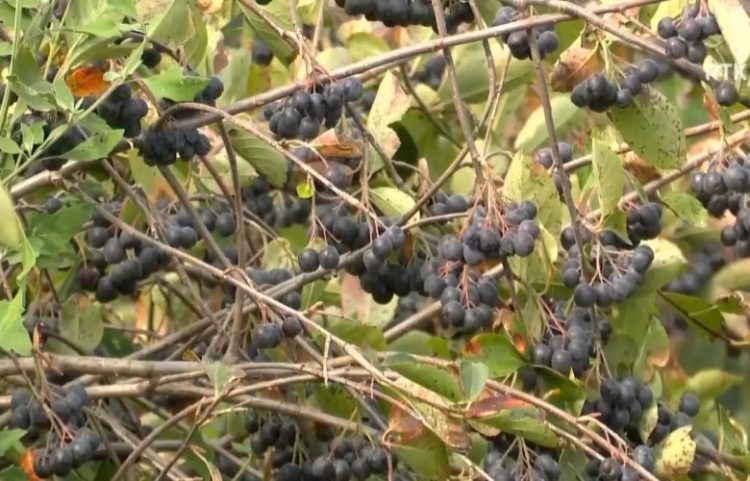 Rikthimi në atdhe dhe investimi në kultivimin e aronisë