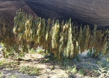 Prokuroria në Pejë sekuestron mbi një ton drogë