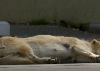 Qentë më të fortë se komuna e Ramës, i sulmojnë qytetarët (Video)