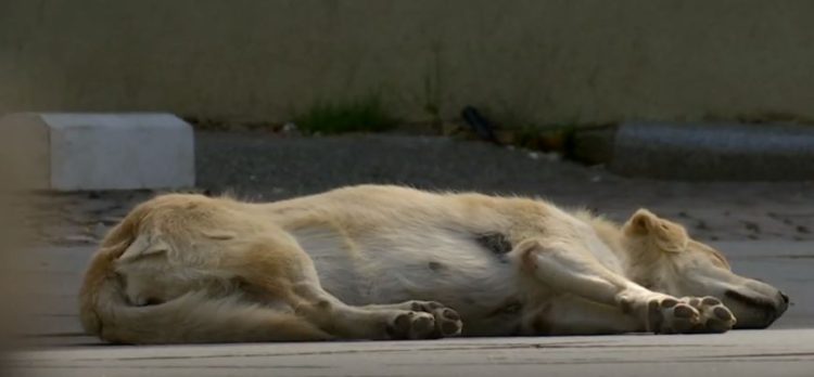 Qentë më të fortë se komuna e Ramës, i sulmojnë qytetarët (Video)