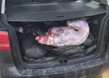 Dogana kap 100 kilogramë mish edhi, po futej ilegalisht nga Serbia