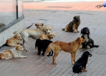 ShSKUK i ankohet komunës së Prishtinës për qentë endacakë në oborr