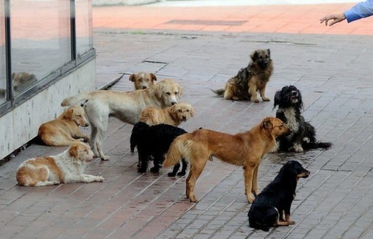 ShSKUK i ankohet komunës së Prishtinës për qentë endacakë në oborr