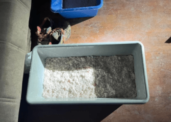 Një muaj paraburgim të dyshuarve për laboratorin e drogës në Prishtinë