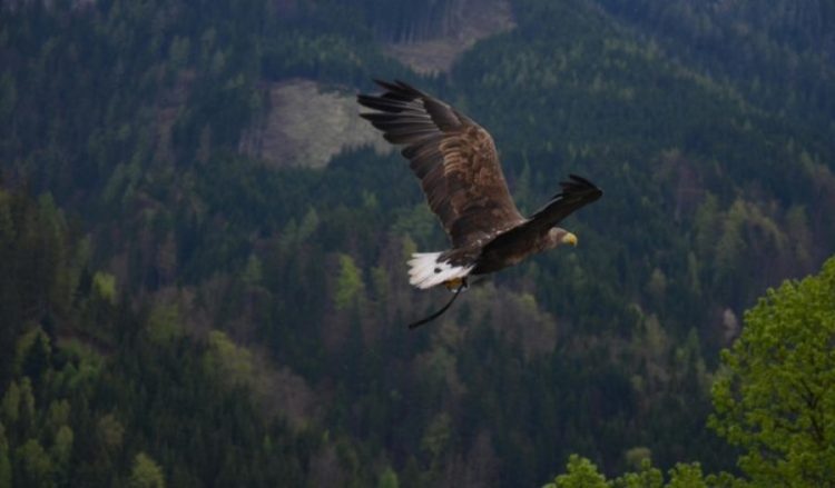 Shqiponja sulmon vajzën 20 muajshe, nëna dhe fqinji ‘luftojnë’ me zogun g*rabitqar