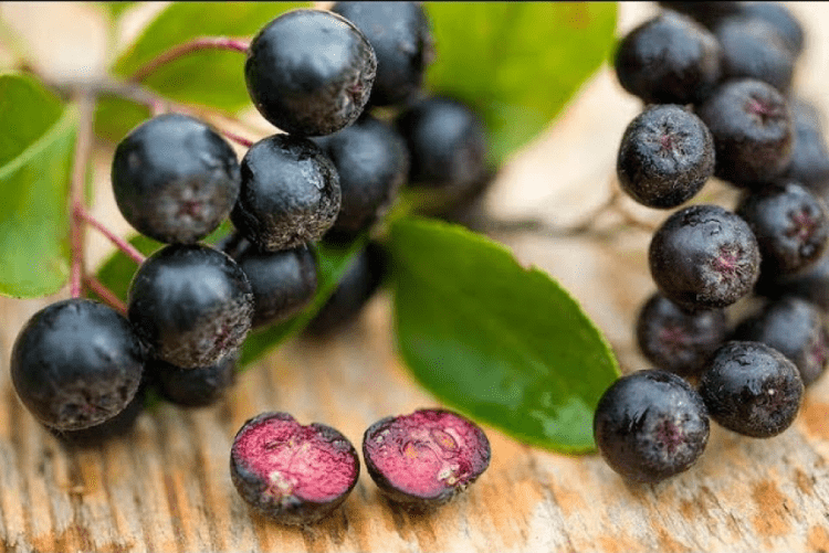 Aronia, fruti medicinal më i pasur me antioksidantë, zgjidhje për diabetin