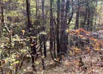 Të shtëna me armë ndaj dy rojeve të pyjeve në Grashticë