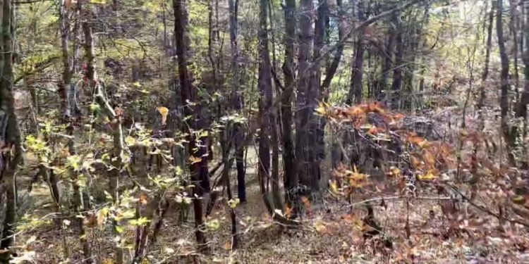 Të shtëna me armë ndaj dy rojeve të pyjeve në Grashticë