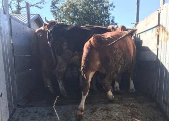 AUV-i asgjëson 19 krerë gjedhe pozitive me tuberkuloz në dy fshatra të Vitisë